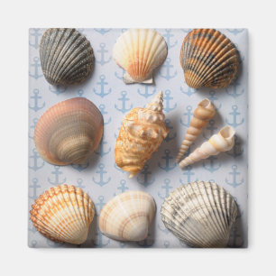 Imã Seashells no contexto da âncora
