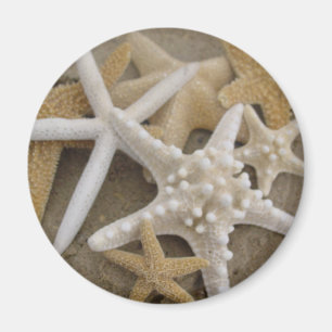 Imã seastars (estrela do mar)