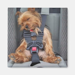 Imã seatbelt do filhote de cachorro