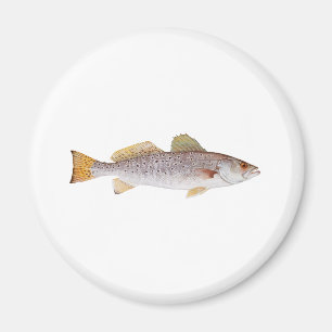 Imã Seatrout manchado
