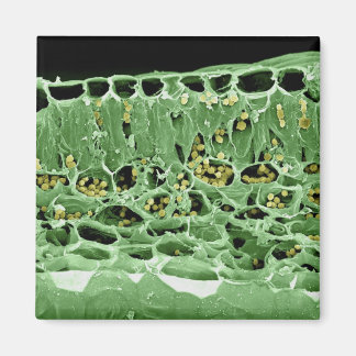 Imã Seção Cruzada de Folha