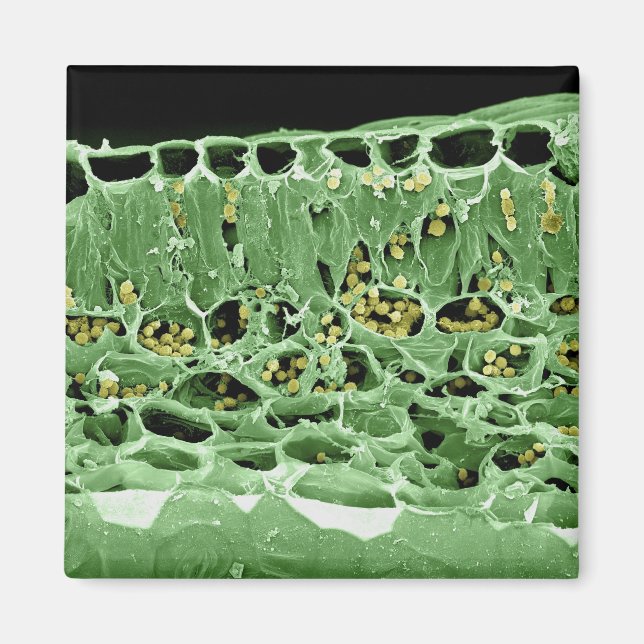 Imã Seção Cruzada de Folha (Frente)