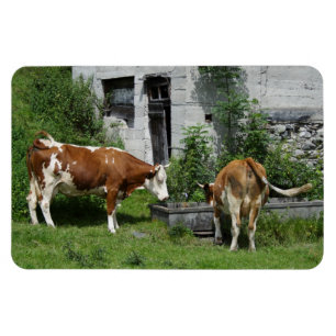 Ímã Sede Fleckvieh