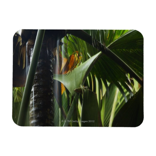 Ímã Seicheles, Praslin, Vallee de Mai, Chuva Pesada (Horizontal)