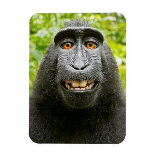 Ímã Selfie de Macaco
