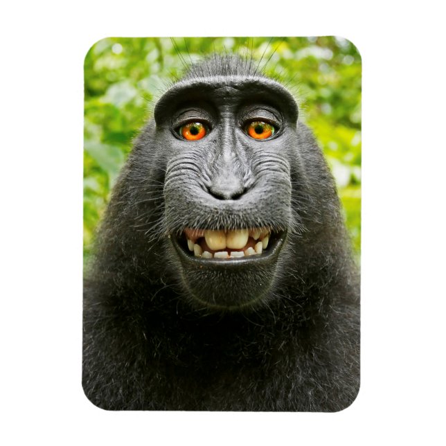 Ímã Selfie de Macaco (Vertical)