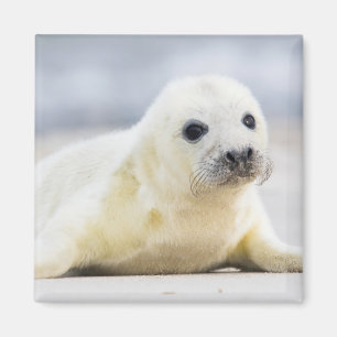 Imã Selo de bebê das imagens   de Getty
