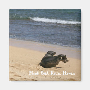 Imã Selo psto em perigo Kauai Havaí da monge