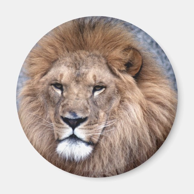 Imã Selvagem Animal 1 (Frente)