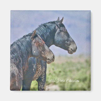 Imã Selvagem e Livre, Magnet