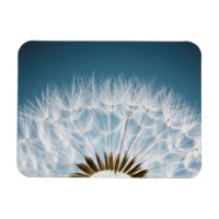 Sementes De Dandelion
