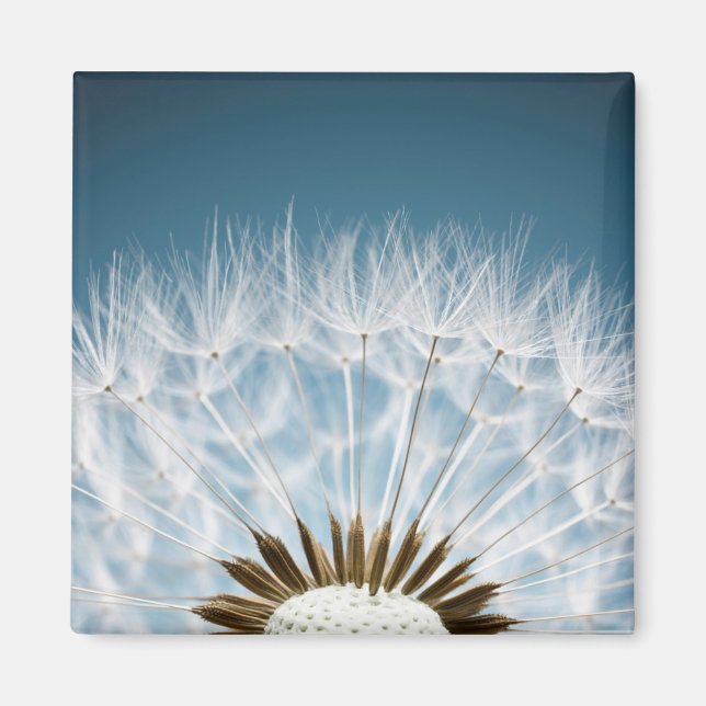 Imã Sementes De Dandelion (Frente)