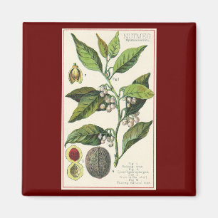 Imã Sementes de Fruta de Planta de Noz-moscada Vintage