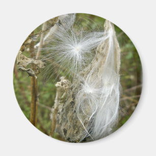 Imã Sementes De Milkweed Coordenando Itens