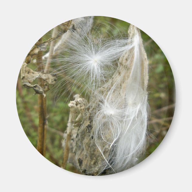 Imã Sementes De Milkweed Coordenando Itens (Frente)