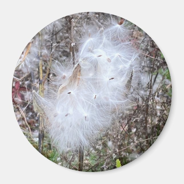 Imã Sementes de Milkweed e Escritório da Seda (Frente)