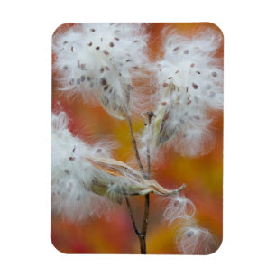 Ímã Sementes de Milkweed no outono, Canadá