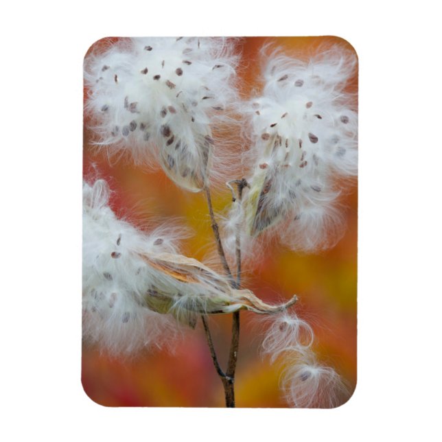 Ímã Sementes de Milkweed no outono, Canadá (Vertical)
