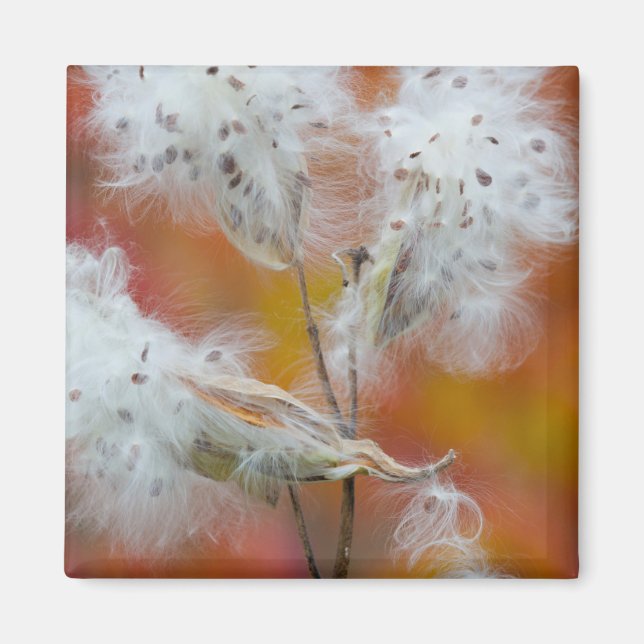 Imã Sementes de Milkweed no outono, Canadá (Frente)