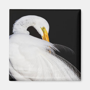 Imã Sempre Egrets