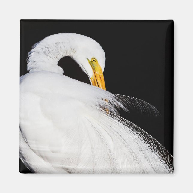Imã Sempre Egrets (Frente)