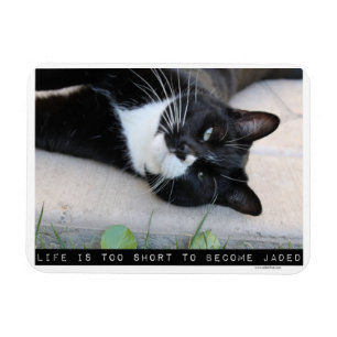 Ímã Sendo conselho engraçado enfadado do gato