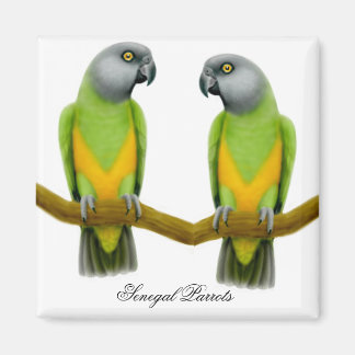 Imã Senegal - Parrots Magnet