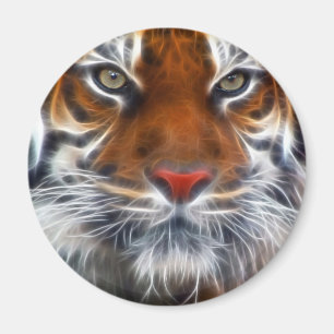 Imã Senhor das selvas indianas, o tigre de Bengal real