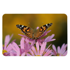 Ímã Senhora Americana Borboleta Perene Clara Curtis 4x