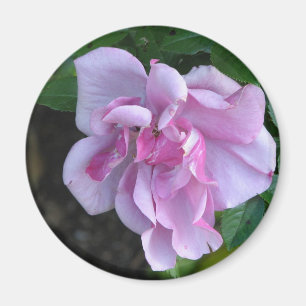 Imã Senhora bonito 092