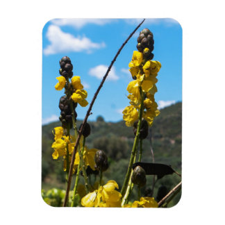 Ímã Senna / Cassia Summer Yellow Flowers Magnet