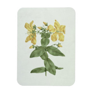 Ímã Sensação-Esforço (quartinianum do Hypericum) (w