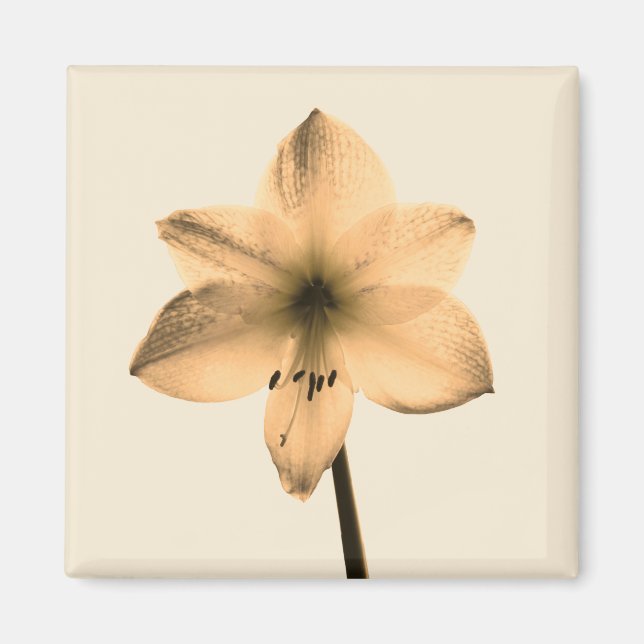 Imã sepia amaryllis (Frente)
