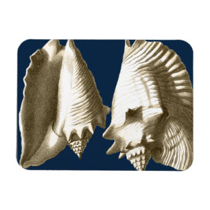 Ímã Sepia Conch Seashells