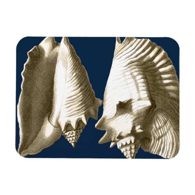 Ímã Sepia Conch Seashells (Horizontal)