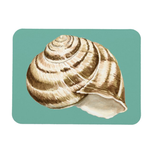 Ímã Sepia Striped Shell em Teal (Horizontal)