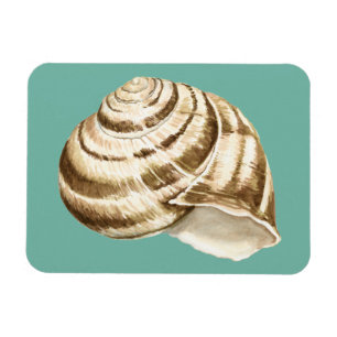 Ímã Sepia Striped Shell on Teal