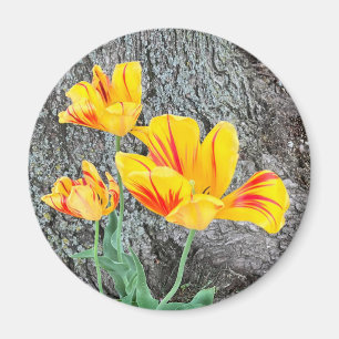 Imã Sequência de três tulipas amarelas /