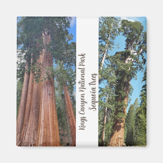 Imã sequoia árvores (Frente)