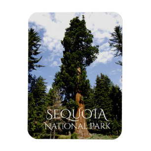 Ímã Sequoia contra o céu azul, Sequoia NP