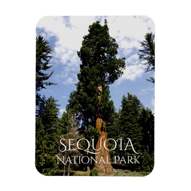 Ímã Sequoia contra o céu azul, Sequoia NP (Vertical)