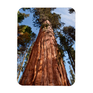 Ímã Sequoia Gigante Ascende