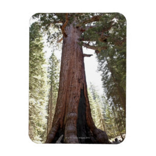 Ímã Sequóia gigante no bosque de Mariposa em Yosemite