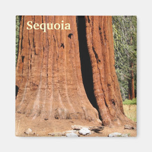 Imã Sequoia Magnet!