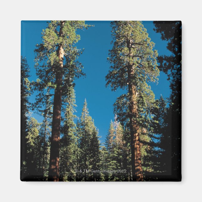 Imã Sequoia National Park, Califórnia (Frente)
