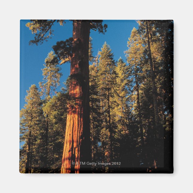 Imã Sequoia National Park, Califórnia 2 (Frente)