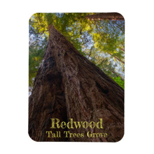 Ímã Sequoia Parque Nacional Árvores Altas Procura