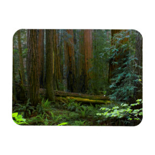 Ímã Sequóias em Muir Woods National Park