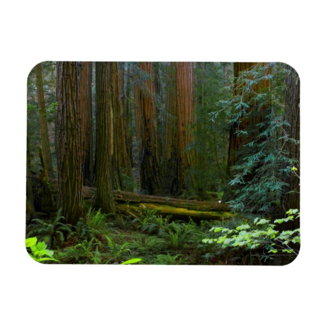 Ímã Sequóias em Muir Woods National Park (Horizontal)