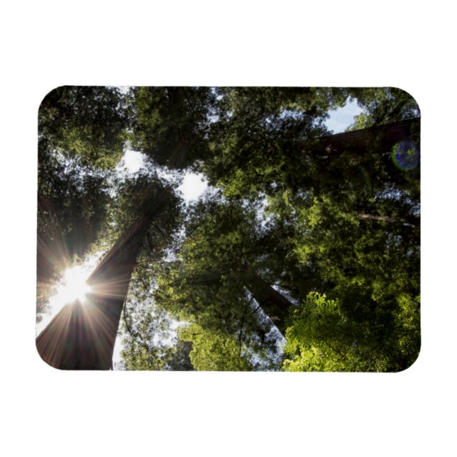 Ímã Sequóias, Parque Estadual das Sequóias de Humboldt (Horizontal)